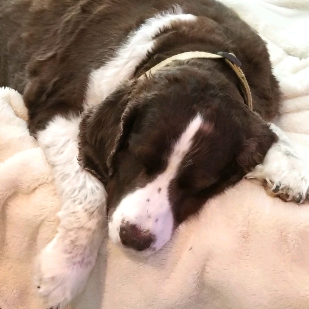 Doog
